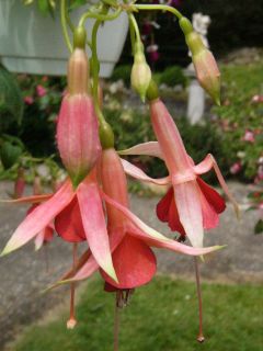 Fuchsia Oranje van Os 01