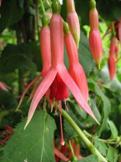 Fuchsia Oranje van Os 03