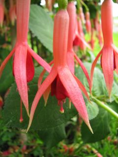 Fuchsia Oranje van Os 05