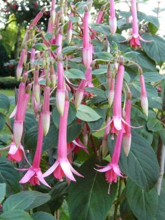 Fuchsia Orient Expres 01