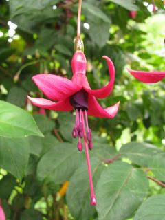 Fuchsia Oskar Lehmeier 01