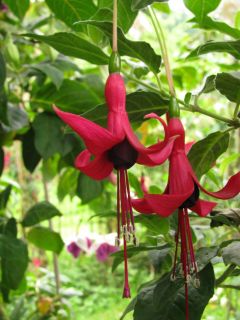 Fuchsia Oskar Lehmeier 03