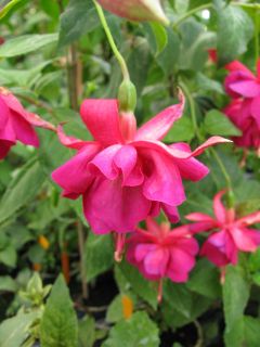 Fuchsia Our Nan 01