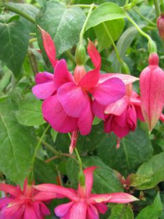 Fuchsia Our Nan 02