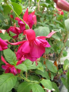 Fuchsia Our Nan 03