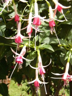 Fuchsienbild Papy Rene 01