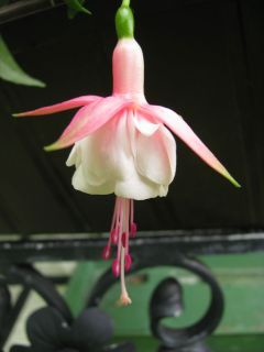 Fuchsienbild Patio Princess 01