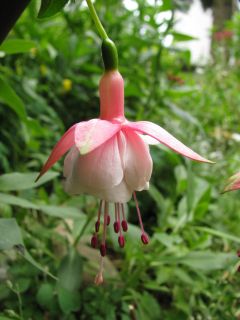 Fuchsienbild Patio Princess 02