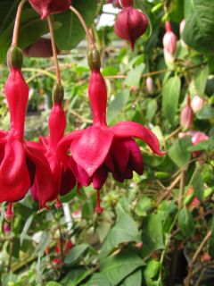 Fuchsienbild Paula de Pitser 01