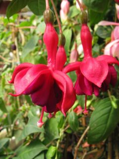 Fuchsienbild Paula de Pitser 02