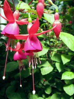 Fuchsienbild Peggy King 01