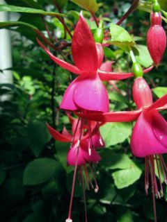 Fuchsienbild Peggy King 02