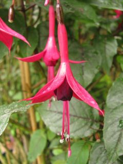 Fuchsienbild Pepi Hartl 01