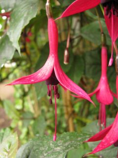 Fuchsienbild Pepi Hartl 02