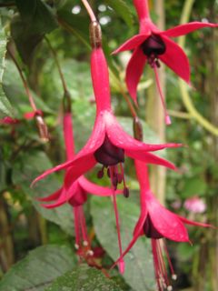 Fuchsienbild Pepi Hartl 03