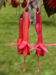 Fuchsienbild Peter Crooks 01