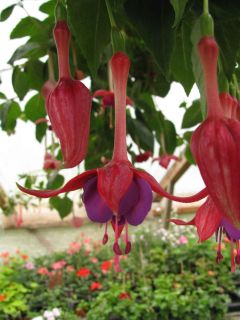 Fuchsienbild Peter Lemmen 02