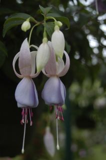 Fuchsienbild Petronella 01