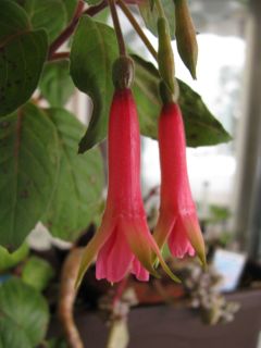 Fuchsienbild Phaidra 01