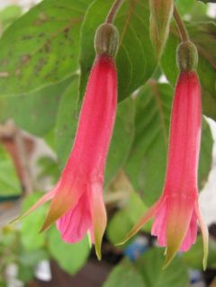 Fuchsienbild Phaidra 02