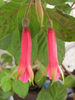 Fuchsienbild Phaidra 03