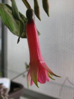 Fuchsienbild Phaidra 04