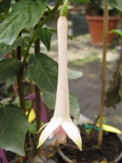 Fuchsienbild Phileine 01