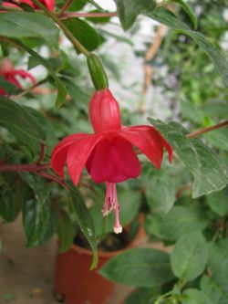 Fuchsienbild Phyllis 01