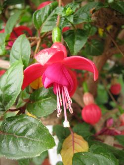 Fuchsienbild Phyllis 02