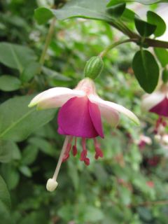 Fuchsienbild Piccolo 01