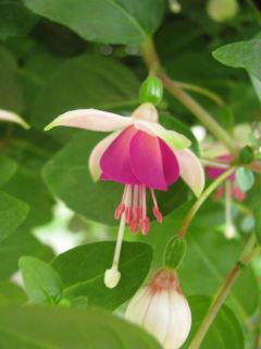 Fuchsienbild Piccolo 02