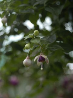 Fuchsienbild Piccolo 03