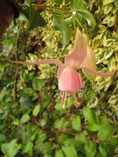 Fuchsienbild Pink Cloud 03