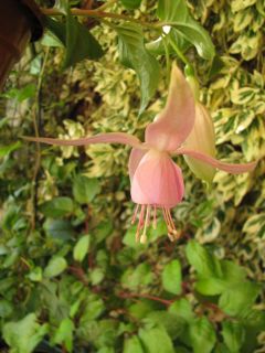 Fuchsienbild Pink Cloud 03