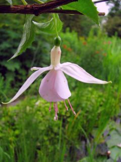 Fuchsienbild Pink Cloud 04