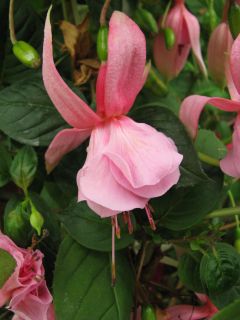 Fuchsienbild Pink Galore 03