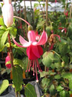 Fuchsienbild Pink La Campanella 01