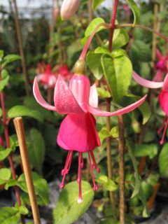 Fuchsienbild Pink La Campanella 02