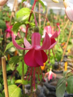 Fuchsienbild Pink La Campanella 03