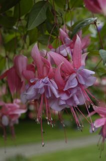 Fuchsienbild Pink Ruffles 01