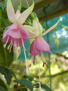 Fuchsienbild Pink Temptation 01