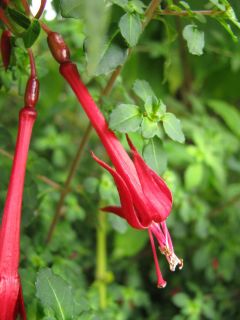 Fuchsienbild Pink Trumpet 01