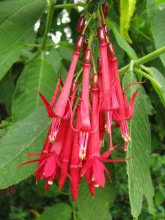 Fuchsienbild Pink Trumpet 02