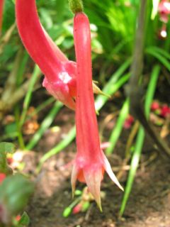 Fuchsienbild Praesident Walter Morio 01