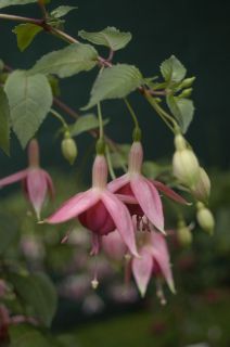 Fuchsienbild President Gunther 01