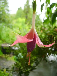 Fuchsienbild President Margaret Slater 01