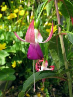 Fuchsienbild Preston Guild 01