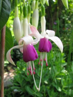 Fuchsienbild Preston Guild 02