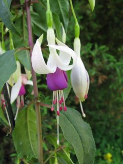 Fuchsienbild Preston Guild 03