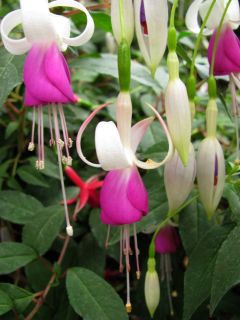 Fuchsienbild Preston Guild 04